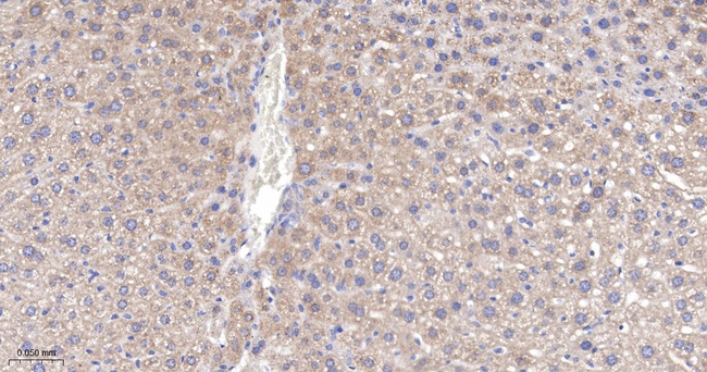 HSD11B1 Antibody in Immunohistochemistry (Paraffin) (IHC (P))