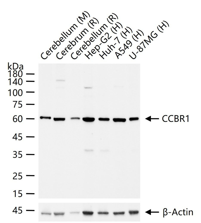 SLC7A11 Antibody in Western Blot (WB)