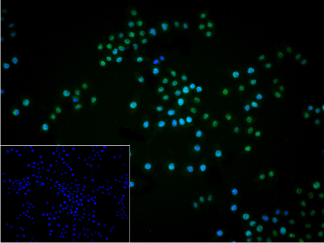 NR2F1 Antibody in Immunocytochemistry (ICC/IF)