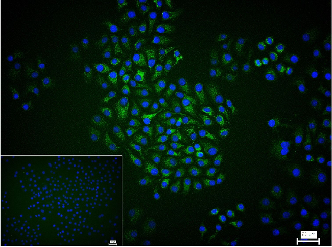 ATG4A Antibody in Immunocytochemistry (ICC/IF)