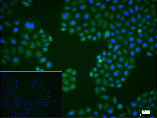 ULK3 Antibody in Immunocytochemistry (ICC/IF)