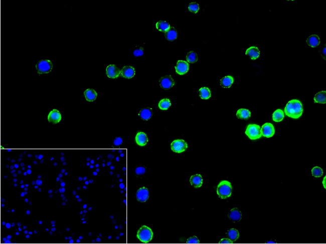 CD82 Antibody in Immunocytochemistry (ICC/IF)