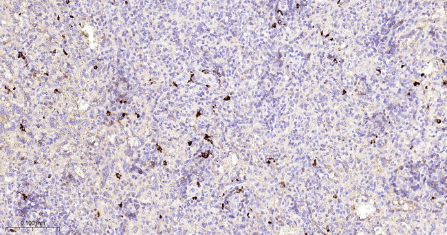 Lambda light chain Antibody in Immunohistochemistry (Paraffin) (IHC (P))