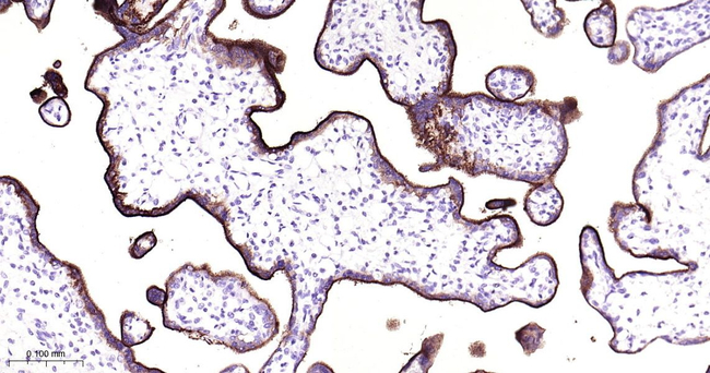 Placental Alkaline Phosphatase Antibody in Immunohistochemistry (Paraffin) (IHC (P))