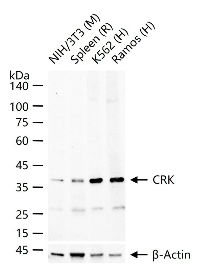 CRK Antibody in Western Blot (WB)