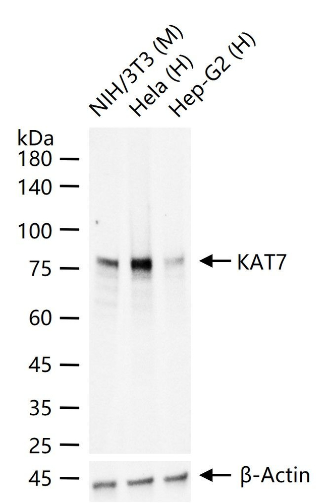 MYST2 Antibody in Western Blot (WB)