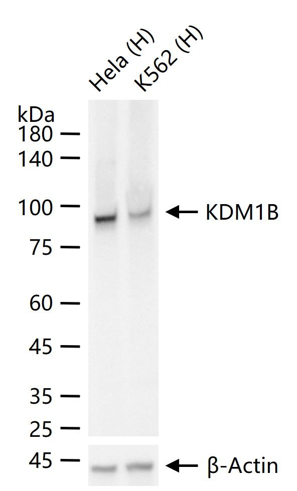 KDM1B Antibody in Western Blot (WB)