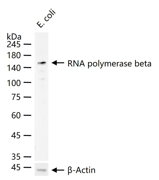 RNA polymerase beta Antibody in Western Blot (WB)