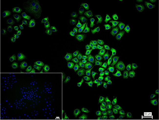 CYP2D6 Antibody in Immunocytochemistry (ICC/IF)