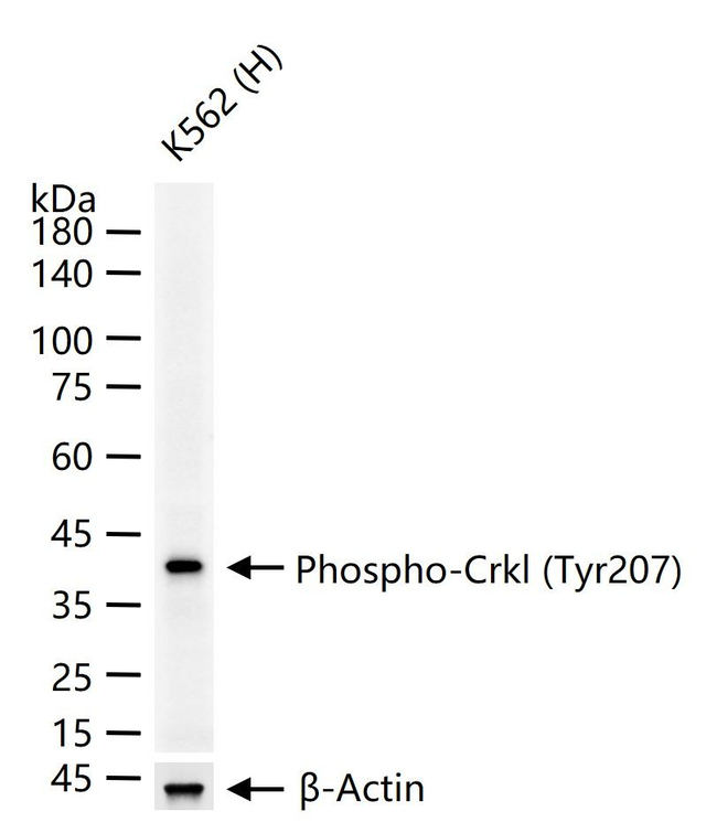 Phospho-CrkL (Tyr207) Antibody in Western Blot (WB)