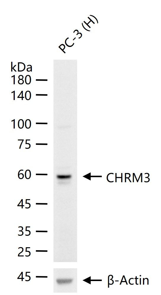 CHRM3 Antibody in Western Blot (WB)