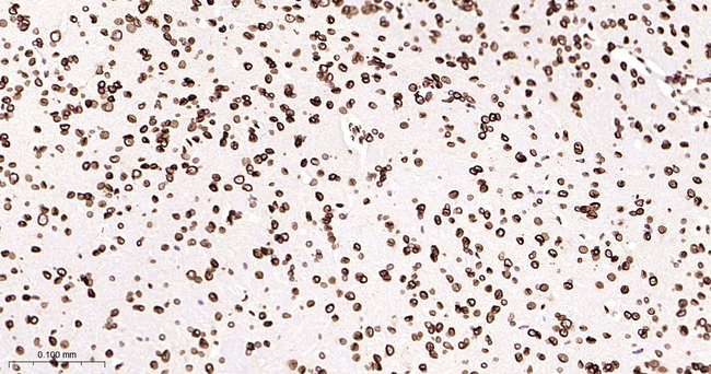 Lamin B2 Antibody in Immunohistochemistry (Paraffin) (IHC (P))