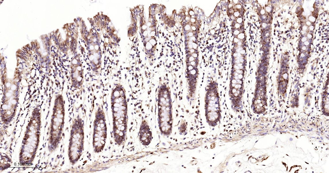 USP10 Antibody in Immunohistochemistry (Paraffin) (IHC (P))