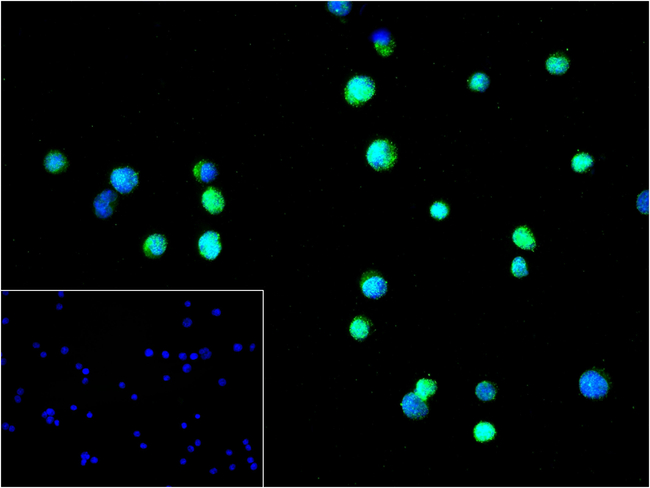 USP11 Antibody in Immunocytochemistry (ICC/IF)