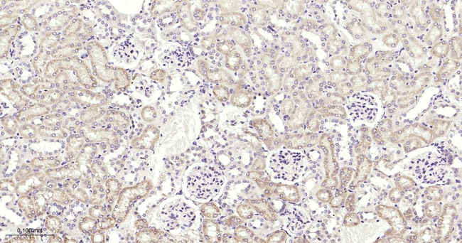 FADD Antibody in Immunohistochemistry (Paraffin) (IHC (P))
