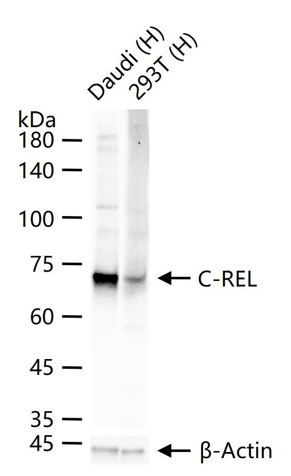 c-Rel Antibody in Western Blot (WB)