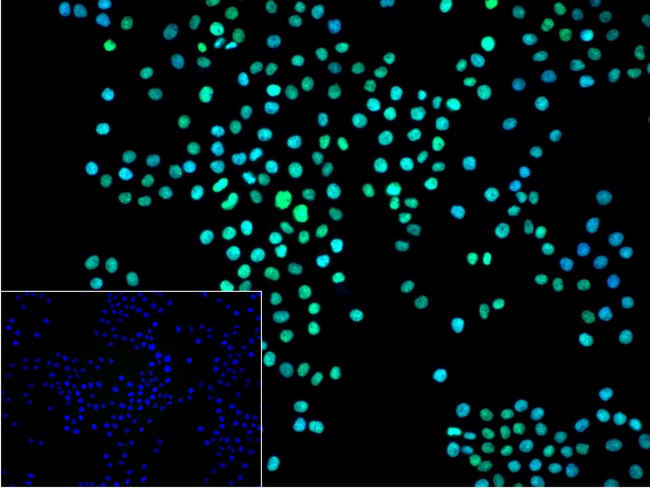 Histone Macro-H2A.1 Antibody in Immunocytochemistry (ICC/IF)