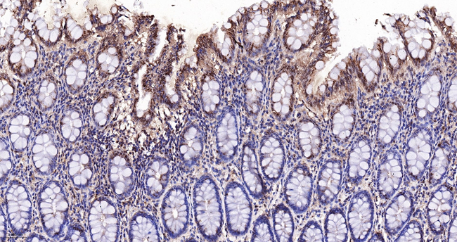 MAD2L2 Antibody in Immunohistochemistry (Paraffin) (IHC (P))