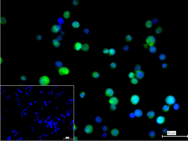 CrkL Antibody in Immunocytochemistry (ICC/IF)