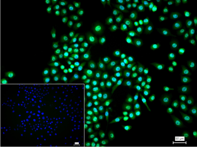 PAK2 Antibody in Immunocytochemistry (ICC/IF)