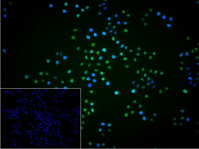 RPA70 Antibody in Immunocytochemistry (ICC/IF)
