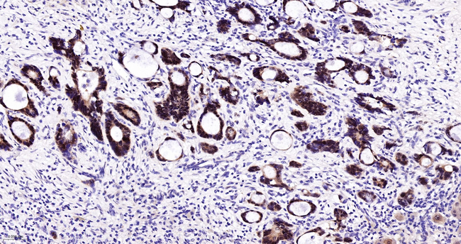 DDAH1 Antibody in Immunohistochemistry (Paraffin) (IHC (P))