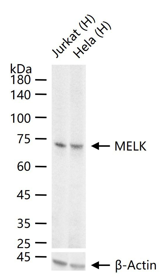 MELK Antibody in Western Blot (WB)