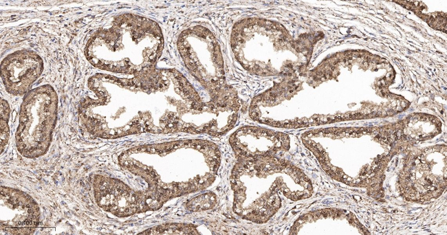 DTL Antibody in Immunohistochemistry (Paraffin) (IHC (P))