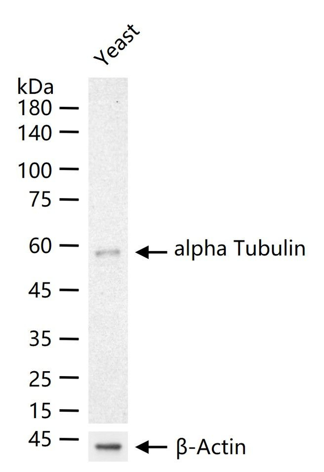 alpha Tubulin Antibody in Western Blot (WB)