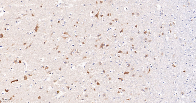 JAB1 Antibody in Immunohistochemistry (Paraffin) (IHC (P))