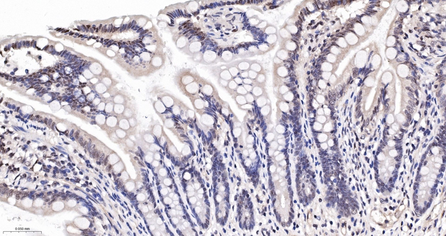BAF53A Antibody in Immunohistochemistry (Paraffin) (IHC (P))