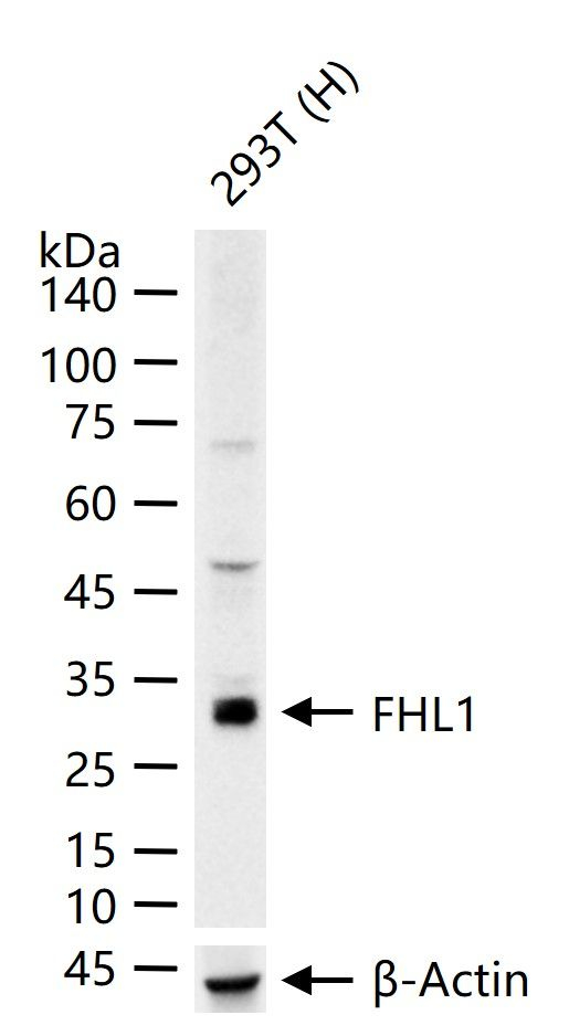 FHL1 Antibody in Western Blot (WB)