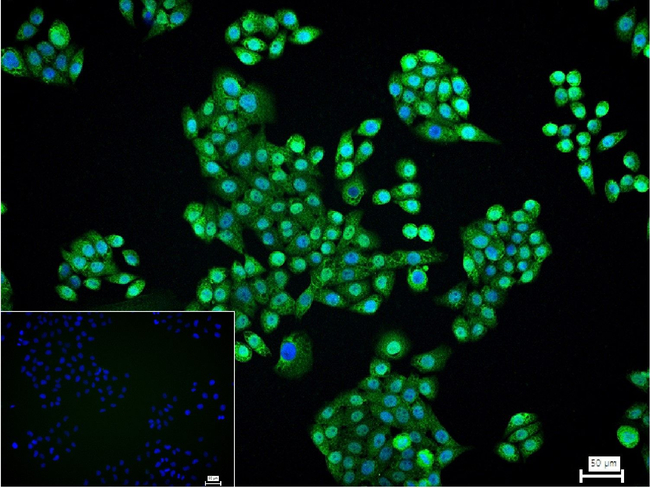 NuMA Antibody in Immunocytochemistry (ICC/IF)