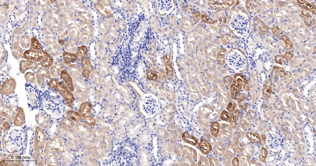IGFBP7 Antibody in Immunohistochemistry (Paraffin) (IHC (P))