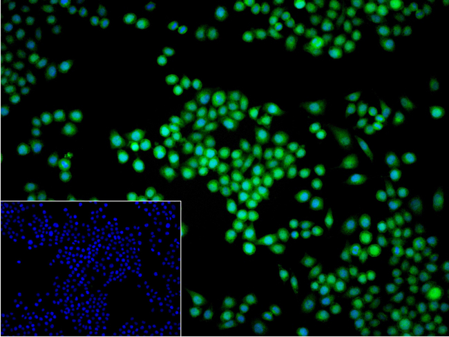 GLO1 Antibody in Immunocytochemistry (ICC/IF)