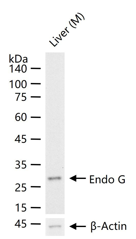 ENDOG Antibody in Western Blot (WB)
