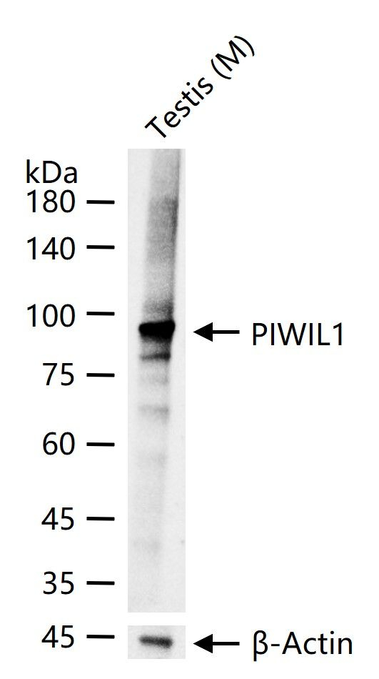PIWIL1 Antibody in Western Blot (WB)