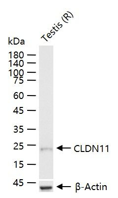 Claudin 11 Antibody in Western Blot (WB)