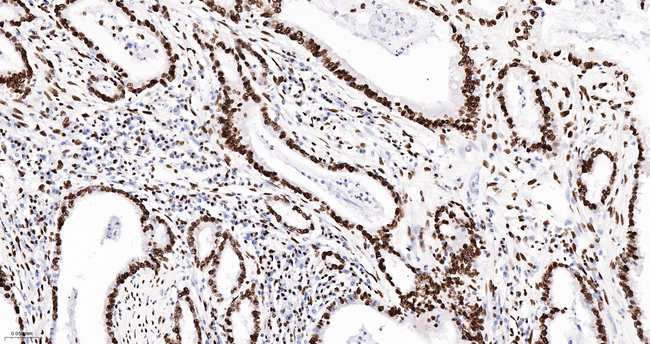 SFPQ Antibody in Immunohistochemistry (Paraffin) (IHC (P))