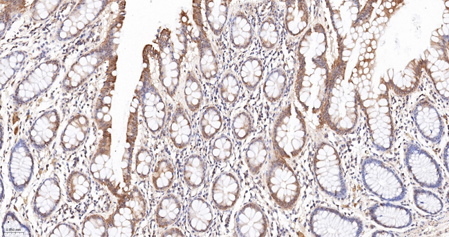 Cytochrome P450 Reductase Antibody in Immunohistochemistry (Paraffin) (IHC (P))