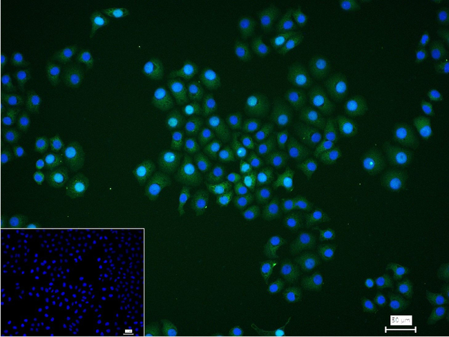 GMNN Antibody in Immunocytochemistry (ICC/IF)