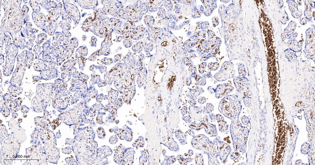 GYPC Antibody in Immunohistochemistry (Paraffin) (IHC (P))