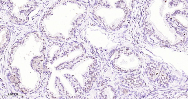 Nkx3.1 Antibody in Immunohistochemistry (Paraffin) (IHC (P))