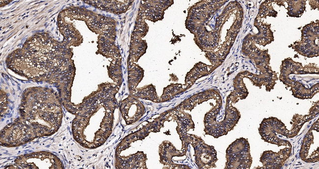MSMB Antibody in Immunohistochemistry (Paraffin) (IHC (P))