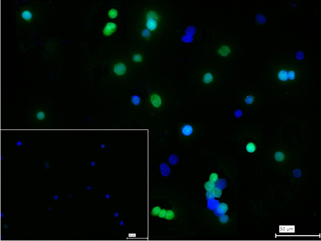 E2F4 Antibody in Immunocytochemistry (ICC/IF)