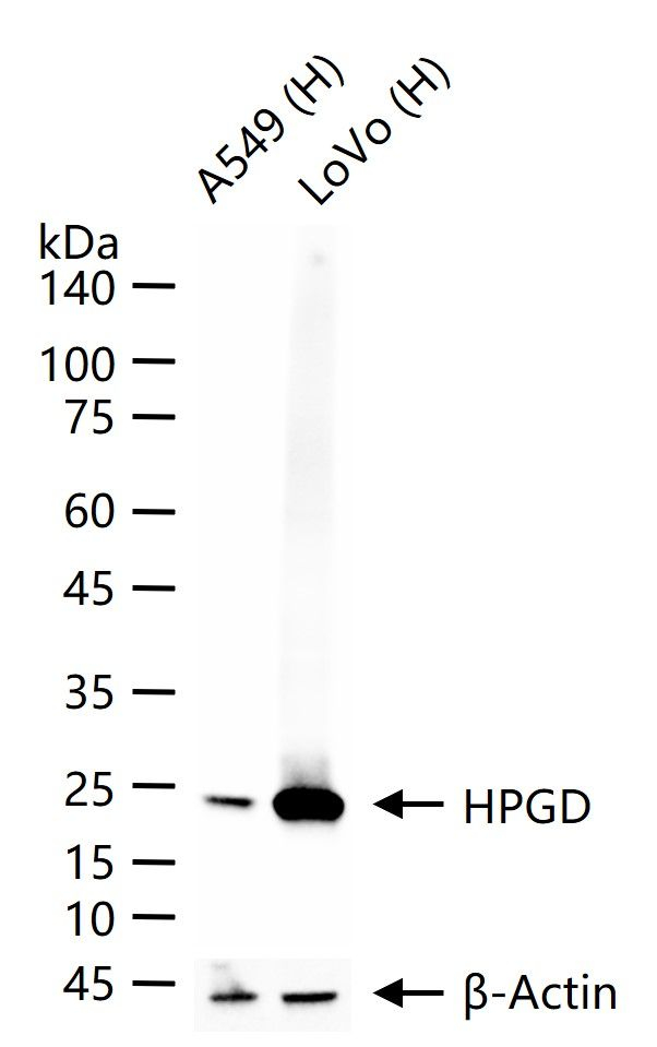 15-PGDH Antibody in Western Blot (WB)