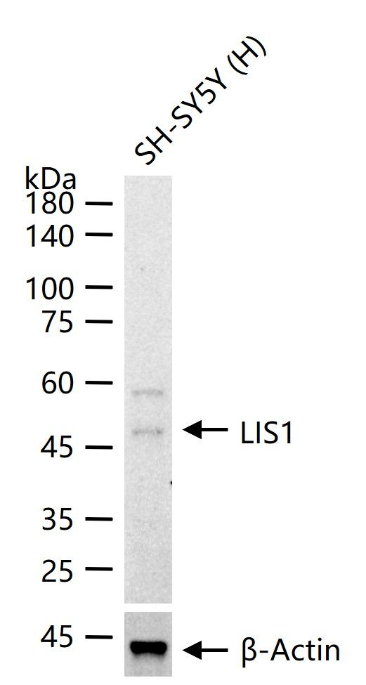 LIS1 Antibody in Western Blot (WB)
