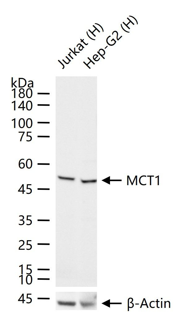 MCT1 Antibody in Western Blot (WB)