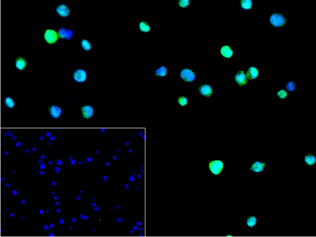 PSMB9 Antibody in Immunocytochemistry (ICC/IF)