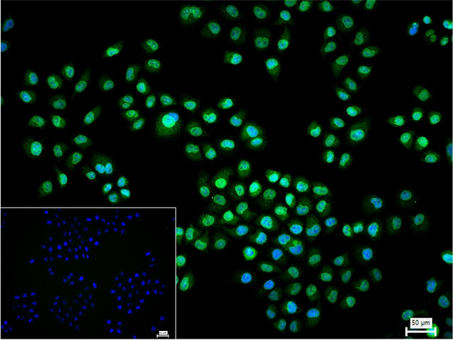 CRM1 Antibody in Immunocytochemistry (ICC/IF)